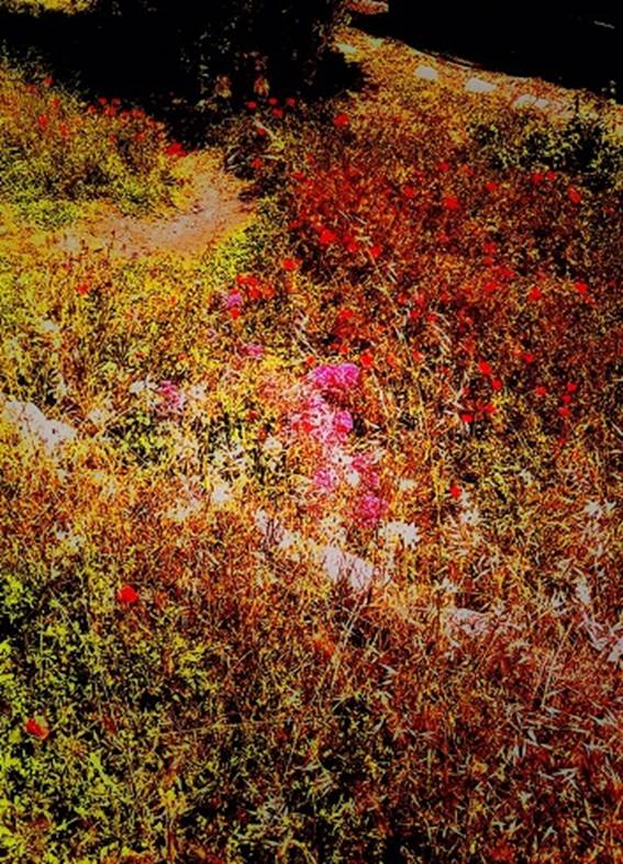 Dix-sept chemins de coquelicots